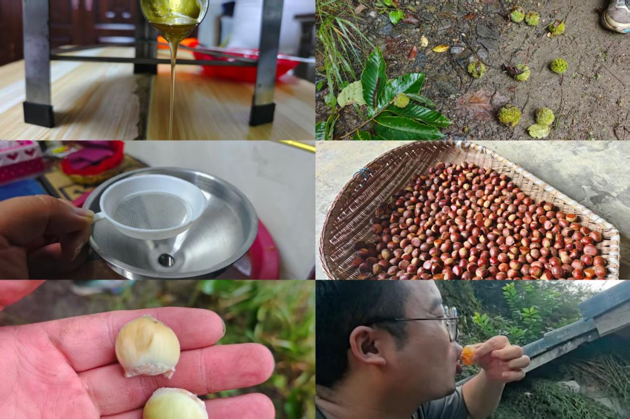 试吃